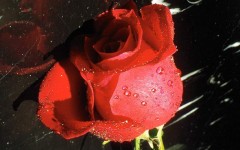 Desktop image. Flowers. ID:4577