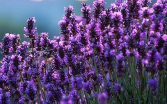 Desktop image. Flowers. ID:4578