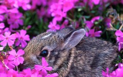 Desktop image. Flowers. ID:4579