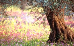 Desktop image. Flowers. ID:4580