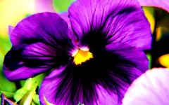 Desktop image. Flowers. ID:4582