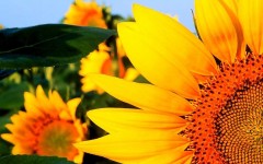 Desktop image. Flowers. ID:4584