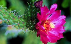 Desktop image. Flowers. ID:4585