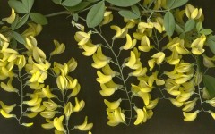Desktop image. Flowers. ID:4589