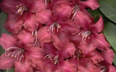 Desktop image. Flowers. ID:4590