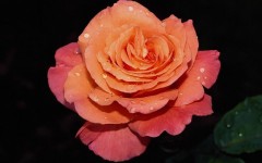 Desktop image. Flowers. ID:4593