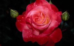 Desktop image. Flowers. ID:4594