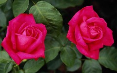 Desktop image. Flowers. ID:4595