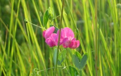 Desktop image. Flowers. ID:4597
