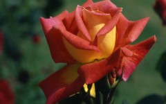 Desktop image. Flowers. ID:4598