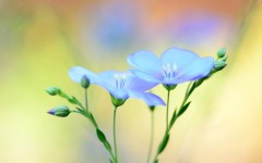 Desktop image. Flowers. ID:50374