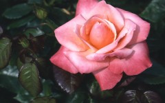 Desktop image. Flowers. ID:4601