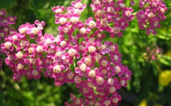 Desktop image. Flowers. ID:4604