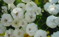 Desktop image. Flowers. ID:4605