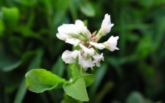 Desktop image. Flowers. ID:4609