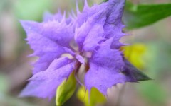 Desktop image. Flowers. ID:4610