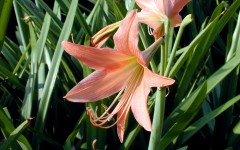 Desktop image. Flowers. ID:4611