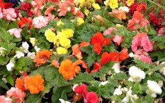 Desktop image. Flowers. ID:4615