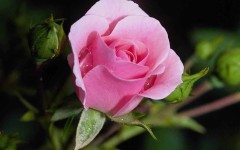 Desktop image. Flowers. ID:4616
