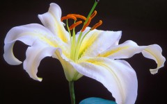 Desktop image. Flowers. ID:4617
