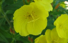 Desktop image. Flowers. ID:4621