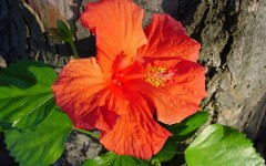 Desktop image. Flowers. ID:4624