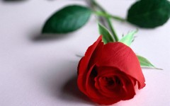 Desktop image. Flowers. ID:4625