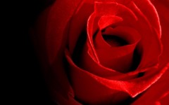 Desktop image. Flowers. ID:4626