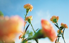 Desktop image. Flowers. ID:4628