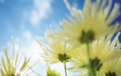 Desktop image. Flowers. ID:4629