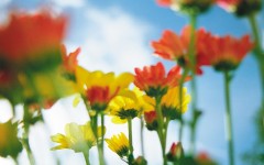 Desktop image. Flowers. ID:4630