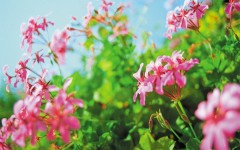 Desktop image. Flowers. ID:4632
