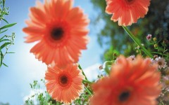 Desktop image. Flowers. ID:4633