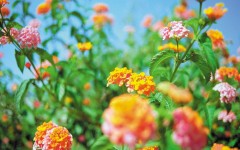 Desktop image. Flowers. ID:4634