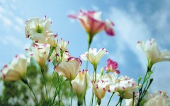 Desktop image. Flowers. ID:4635