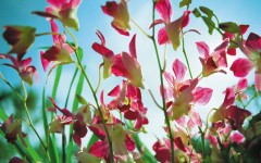 Desktop image. Flowers. ID:4637