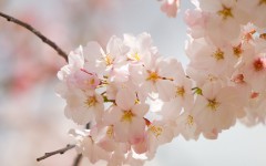 Desktop image. Flowers. ID:4638