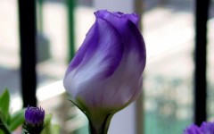 Desktop image. Flowers. ID:4639