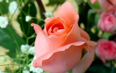 Desktop image. Flowers. ID:4640