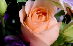 Desktop image. Flowers. ID:4641