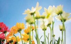 Desktop image. Flowers. ID:4645