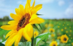 Desktop image. Flowers. ID:4646