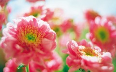 Desktop image. Flowers. ID:4648