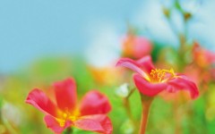 Desktop image. Flowers. ID:4649