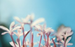 Desktop image. Flowers. ID:4651