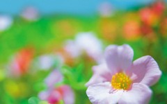 Desktop image. Flowers. ID:4652