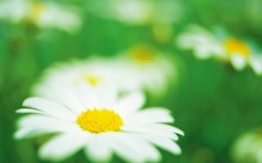 Desktop image. Flowers. ID:4653
