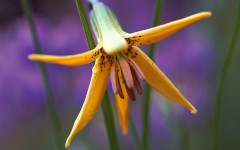 Desktop image. Flowers. ID:4656
