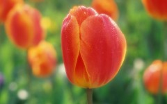 Desktop image. Flowers. ID:4657