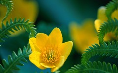 Desktop image. Flowers. ID:4659